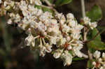 Dogtongue buckwheat